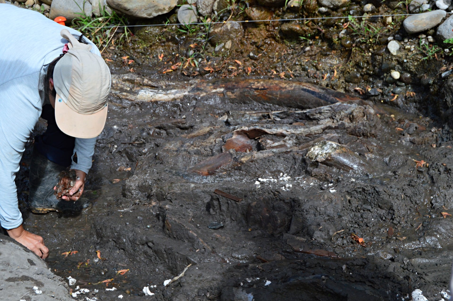Una defensa de 1,60 metros y fragmentos óseos recuperados tras más de 13 jornadas de excavación evidencian la magnitud de la megafauna que pobló el territorio costarricense hace entre 10.000 y 40.000 años.