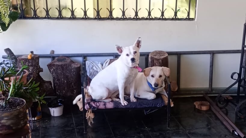 Isabel Camacho Gutiérrez es de esas mujeres que llevan a la Negrita metida en el alma. Mariana hasta los huesos, devota desde niña, con 65 años encima y un corazón que no deja de creer en los milagros, el año pasado recibió uno que vino con patitas, cola y un par de ojitos que le cambiaron la vida: Julieta, una perrita rescatada durante la romería 2024 y que hoy es la princesa de su casa.