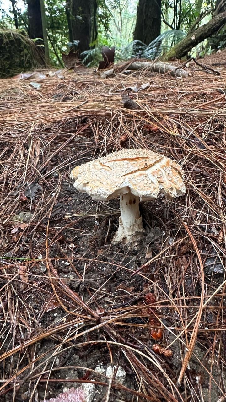 Faldas del volcán Irazú