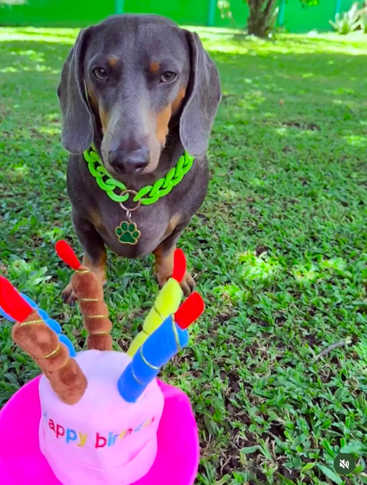 El perro salchicha, bautizado por el personaje Draco Malfoy de Harry Potter, llegó a un hogar pocos días porque iba a ser regalado, pero terminó convirtiéndose en el compañero inseparable