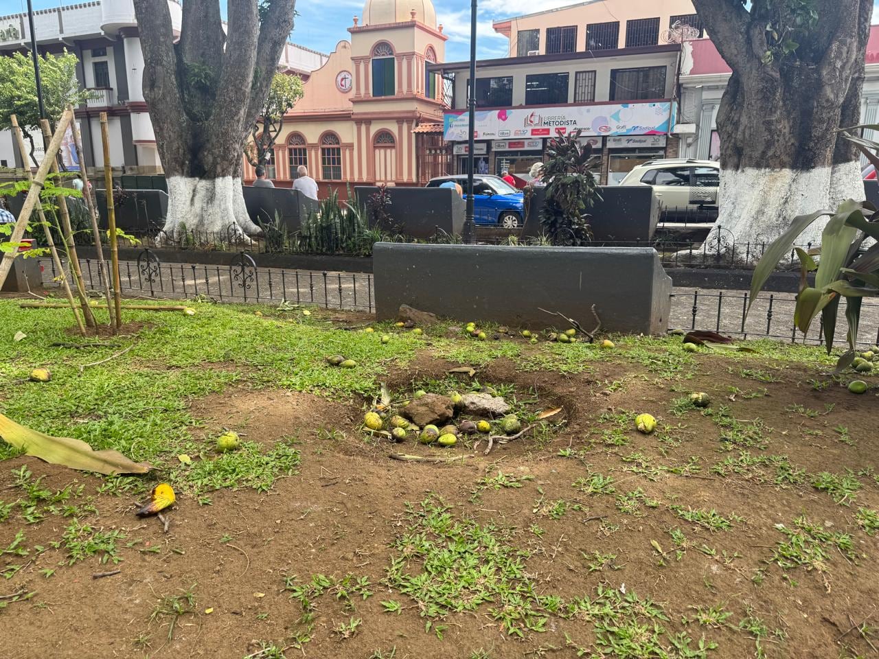 Caída de mangos en parque de Alajuela