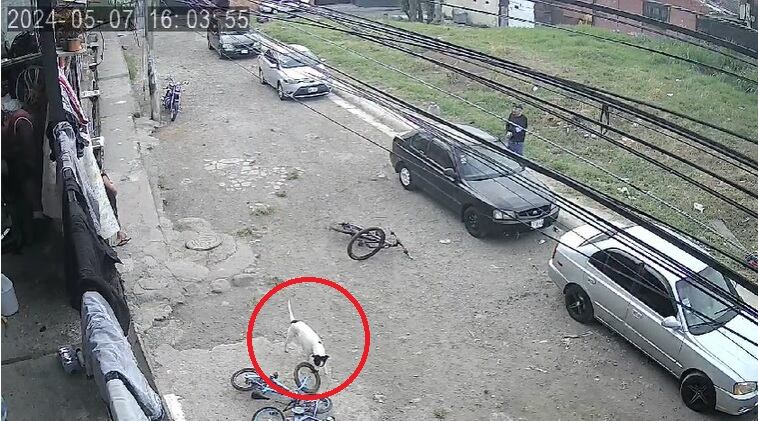 Investigan a oficial que habría disparado contra perro en Hatillo. Foto cortesía para La Teja.