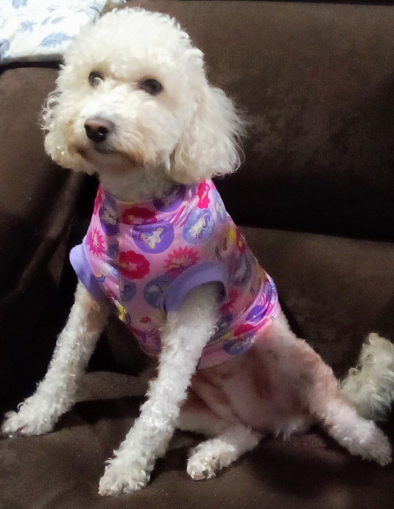 Cada 14 de enero se celebra el Día Mundial de Vestir a tu Mascota.