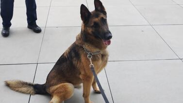 Seven, el peludito gringo-tico que madrugó para cuidar la Asamblea este 1 de mayo