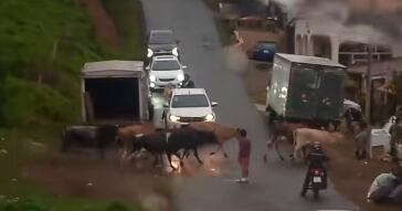 Las vacas cruzaron libremente la calle.