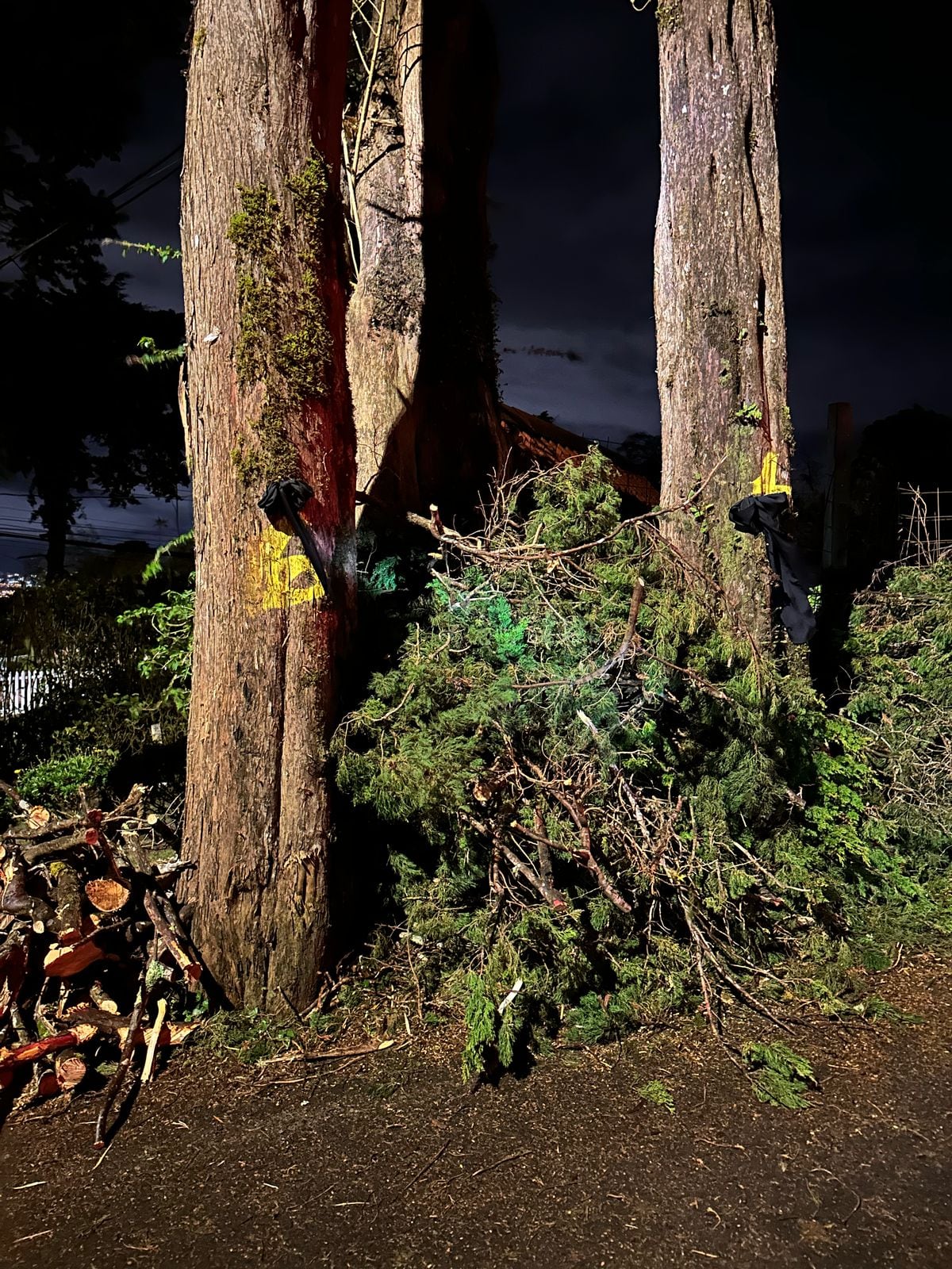 Algunas personas pusieron lazos negros en los árboles en son de protesta.