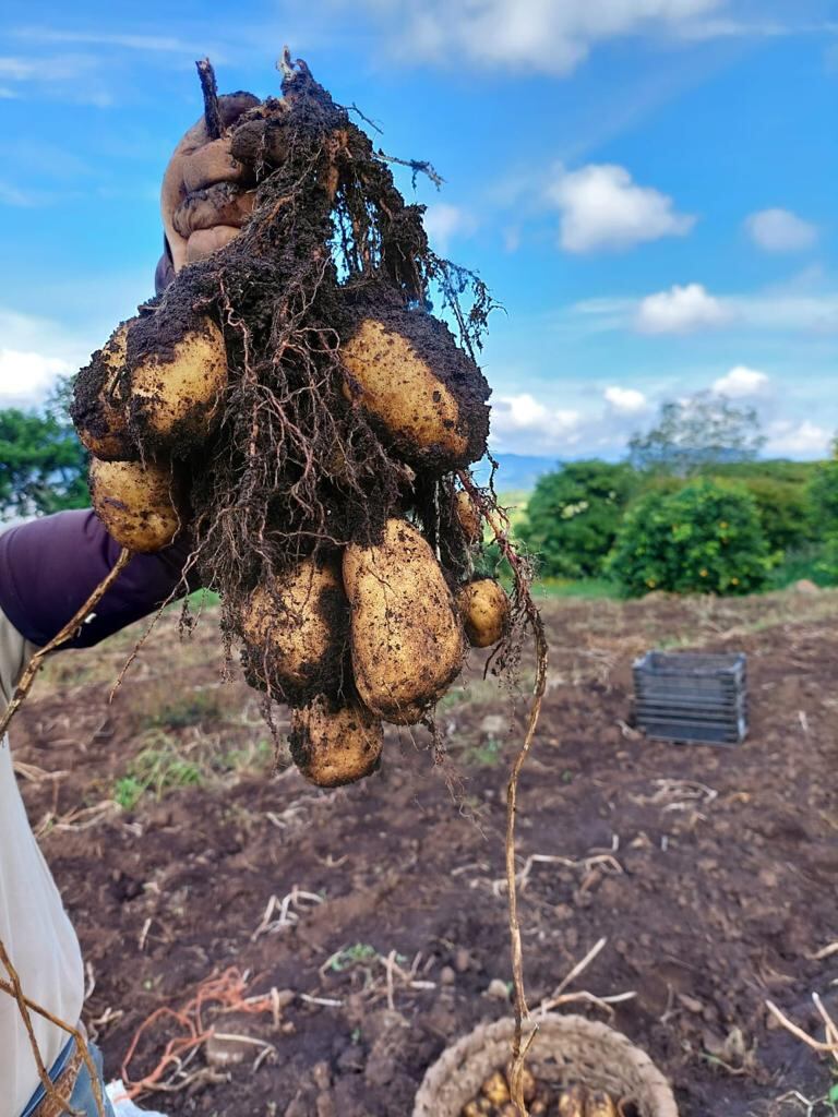 La Feria Horticola de Tierra Blanca le espera este 12 y 13 de agosto Cortesía.