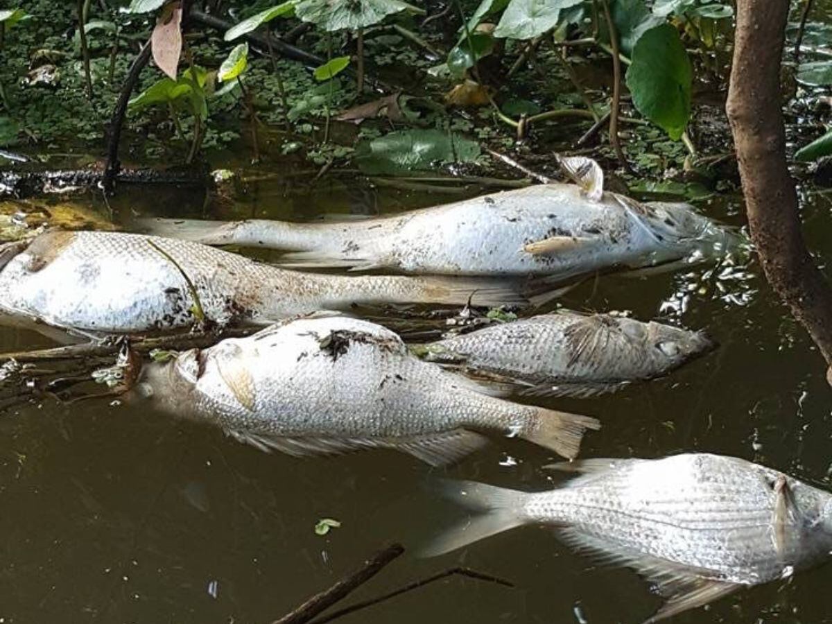 Los peces de Batán en Limón ha sufrido de primera mano los efectos de los plaguicidas en el agua. Foto: Cortesía.