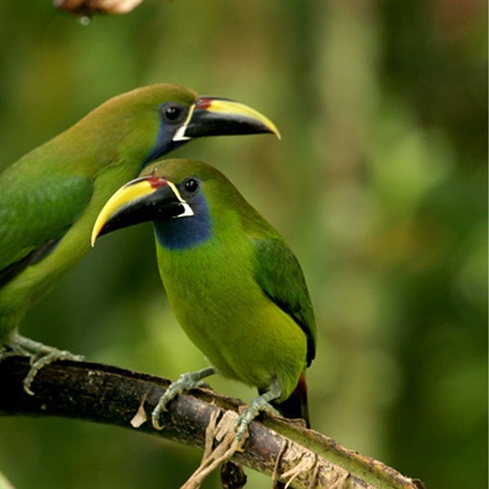 Refugio Animal de Costa Rica recibió en abril pasado 3 tucanes esmeralda