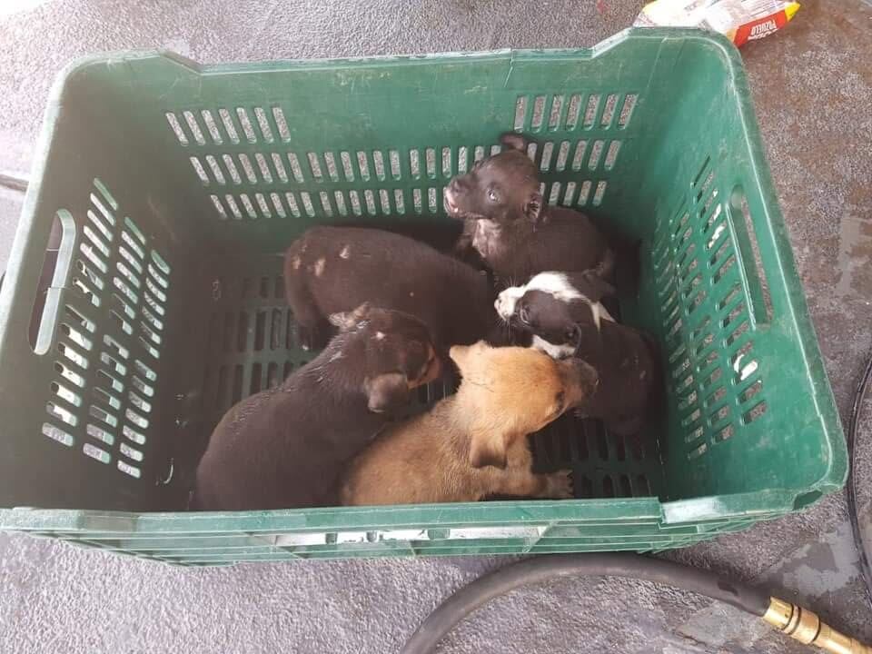 Guardacostas rescatan ocho perros que fueron lanzados al mar desde una lancha en Golfito. Foto Alfonso Quesada.