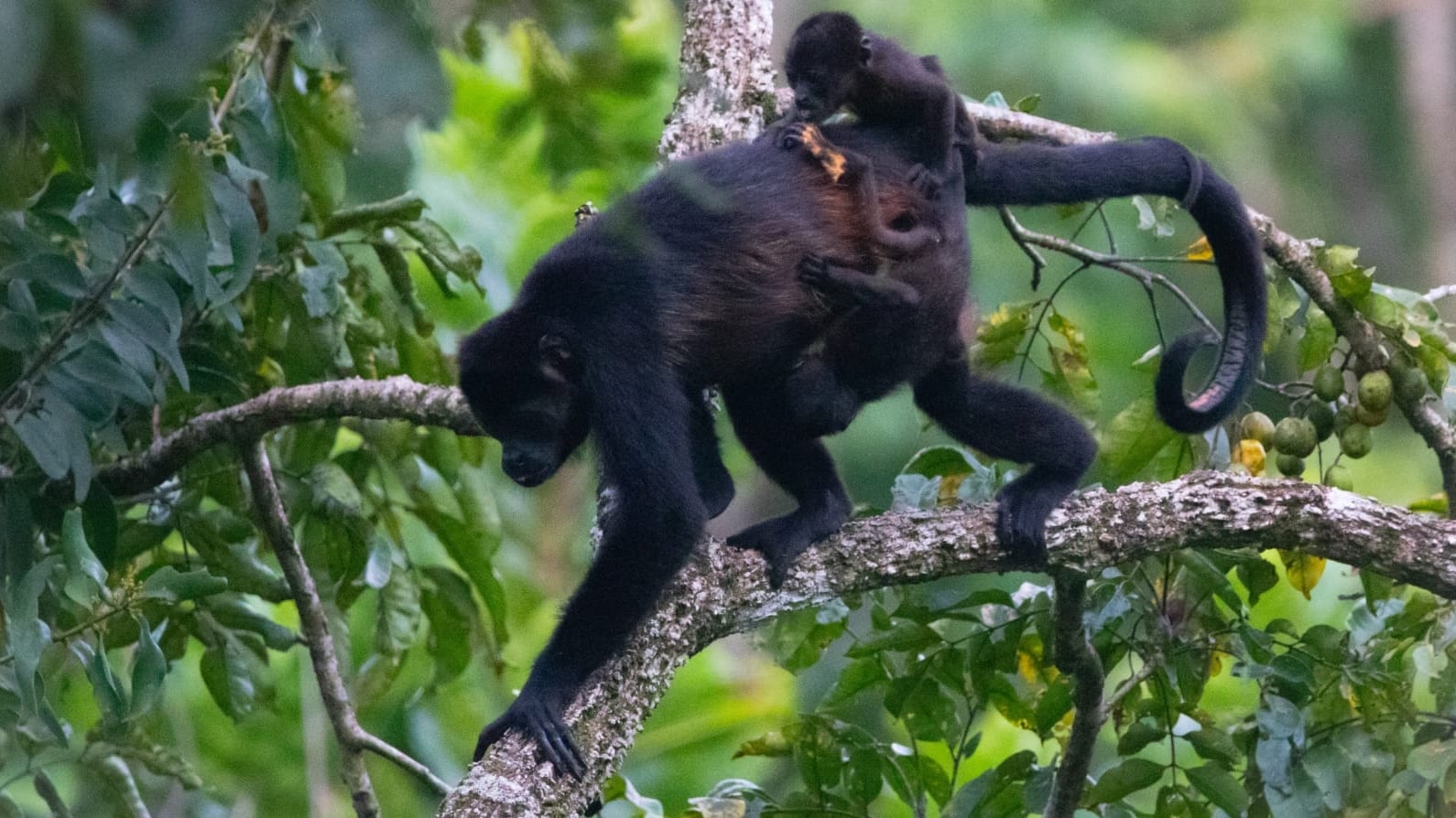 En la Escuela Santa Teresa de Cóbano, Puntarenas, el timbre de entrada apaga los gritos alegres de los niños, marca el inicio de clases, también anuncia la llegada de los gritos roncos de los monos congos que viven entre los árboles que rodean el centro educativo.