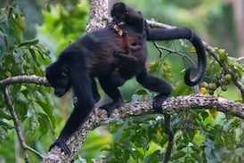 Alerta ambiental en Colombia: 44 especies podrían extinguirse por el conflicto armado