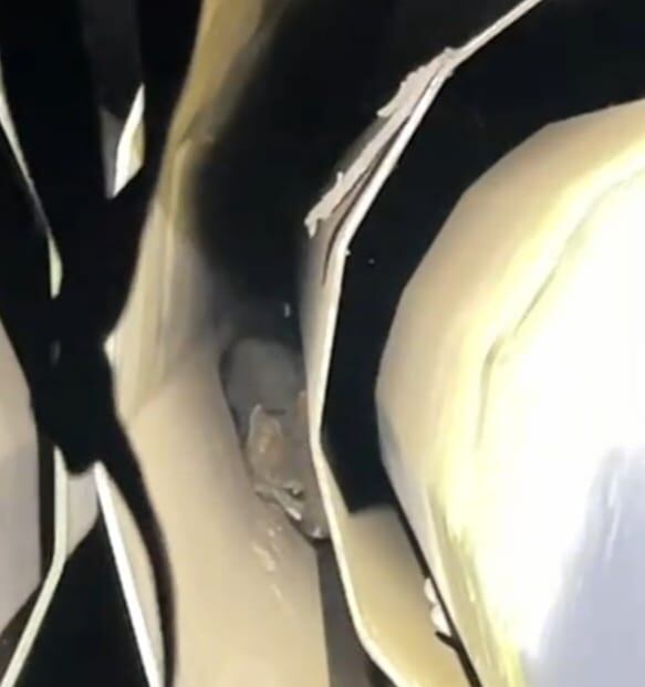 Rescatan a zorrito que se metió en complicado tubo