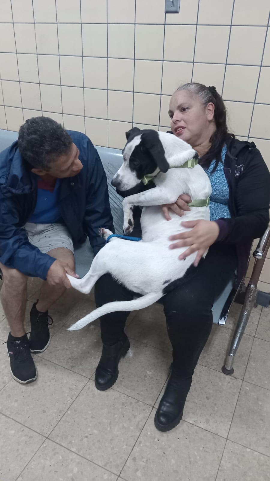 Marshall ya pudo regresar a su hogar, pero la mayor parte del día debe permanecer en la veterinaria. Foto Vehasa Hospital Veterinario.