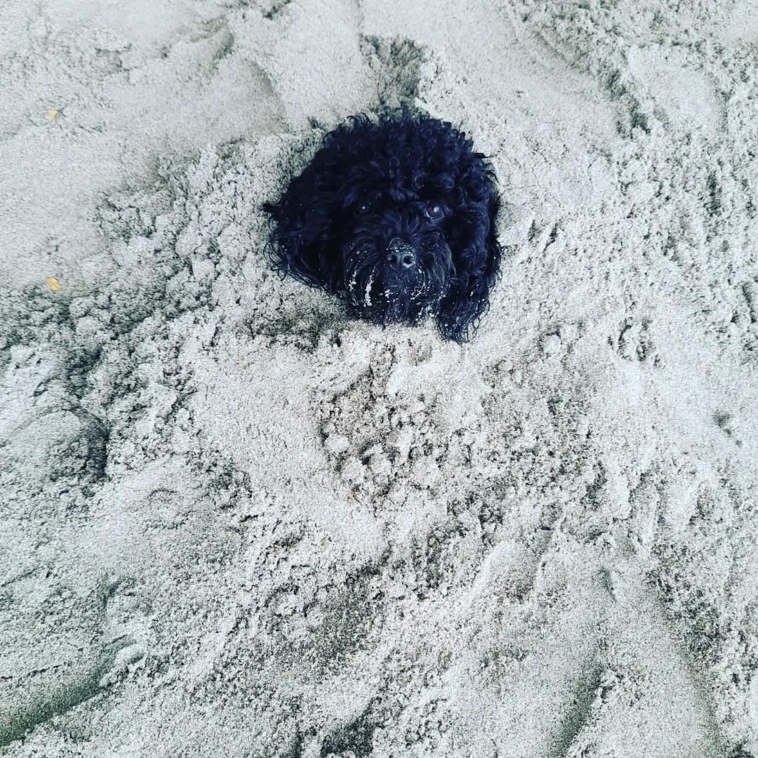 Quemaduras en las almohadillas de las patitas, golpes de calor, deshidratación y que se pierda son algunos de los problemas más comunes que puede sufrir su perrito (algunos también llevan hasta el gato) cuando la lleva a pasear