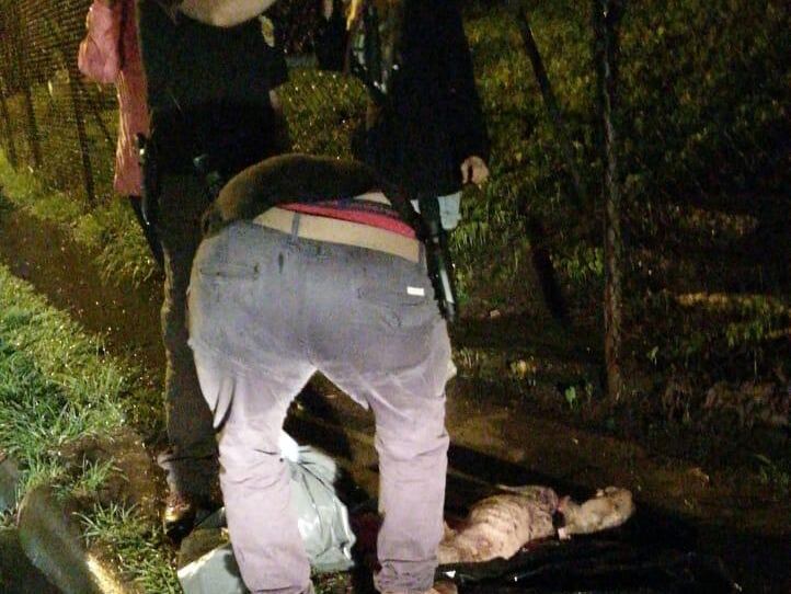 Denuncian nuevo caso de maltrato animal en Alajuela. Foto cortesía ACAN