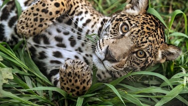 Impactantes imágenes muestran rescate de un jaguar herido aferrándose a la vida en el Amazonas