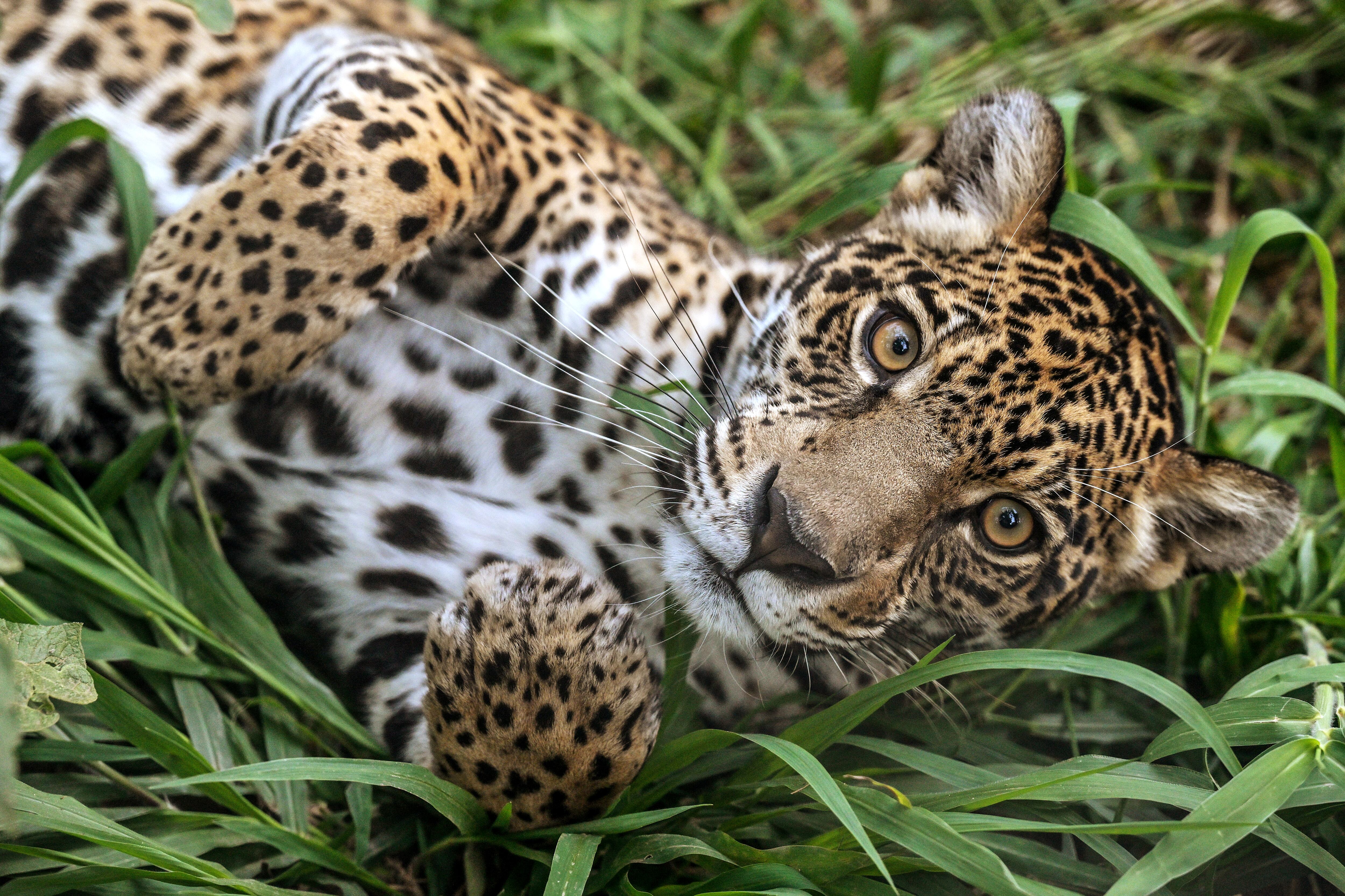 Un jaguar (Panthera onca) descansa sobre el pasto en la asociación Mata Ciliar, una organización dedicada a la conservación de la biodiversidad, en Jundiaí, estado de São Paulo, Brasil, el 29 de mayo de 2025. Actualmente, veinticinco pumas y diez jaguares se recuperan en el Centro Brasileño para la Conservación de los Félidos Neotropicales, ubicado en Mata Ciliar, un sitio del tamaño de 40 canchas de fútbol donde también se rehabilitan monos, perros silvestres, lobos de crin, ocelotes y otros animales de la región.