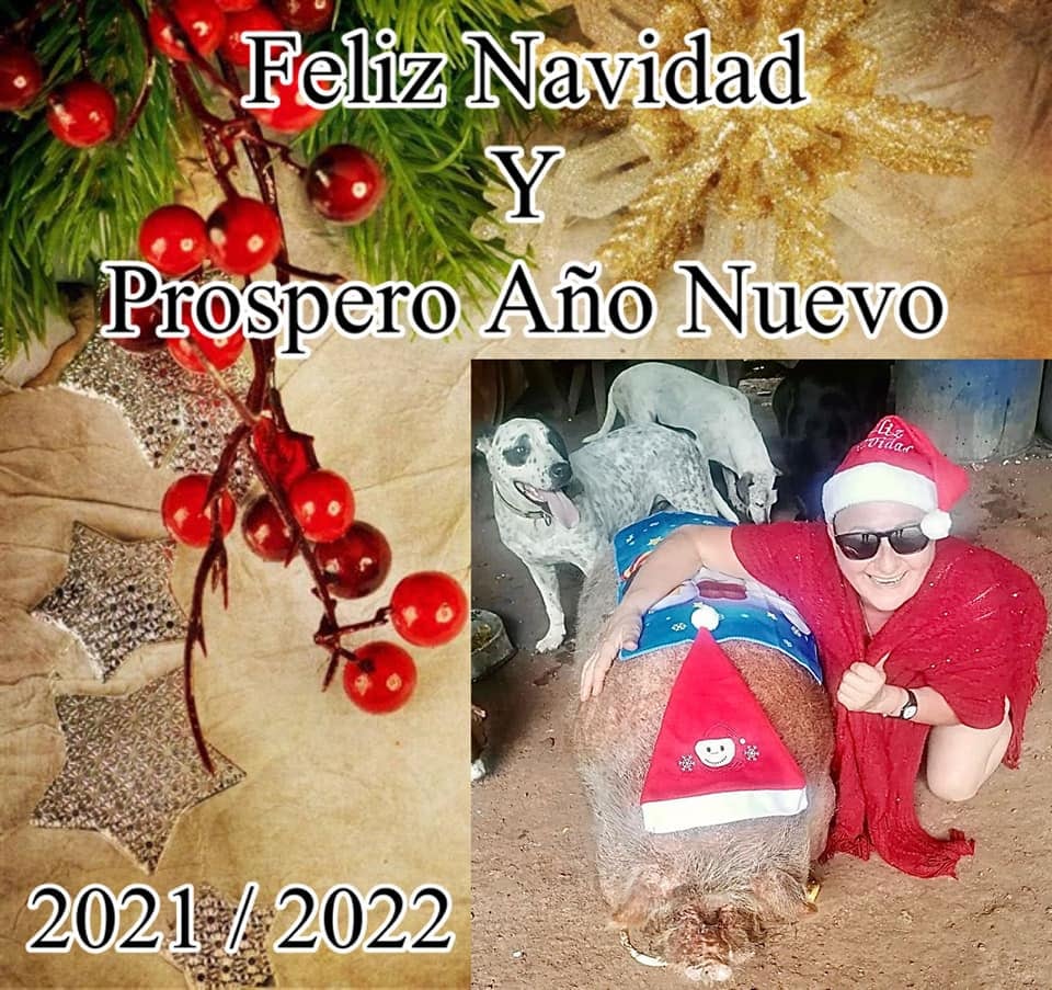 Uno de los chanchos más felices de Piedras Negras, en el cantón de Mora, Fidel, falleció la semana pasada en medio de sus amiguitos, de mucho amor y con un funeral que incluso incluyó un digno entierro. En la foto, doña Patricia Artimaña en una tarjeta de Navidad que ella hizo.