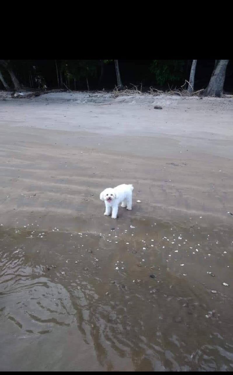 Quemaduras en las almohadillas de las patitas, golpes de calor, deshidratación y que se pierda son algunos de los problemas más comunes que puede sufrir su perrito (algunos también llevan hasta el gato) cuando la lleva a pasear