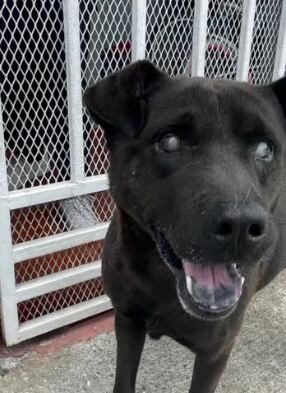 Perrito Maní busca un hogar y Cristian Tristán lo está ayudando.
