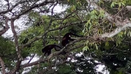 Los monos formaron parte del espectáculo que disfrutó Karina Ramos.