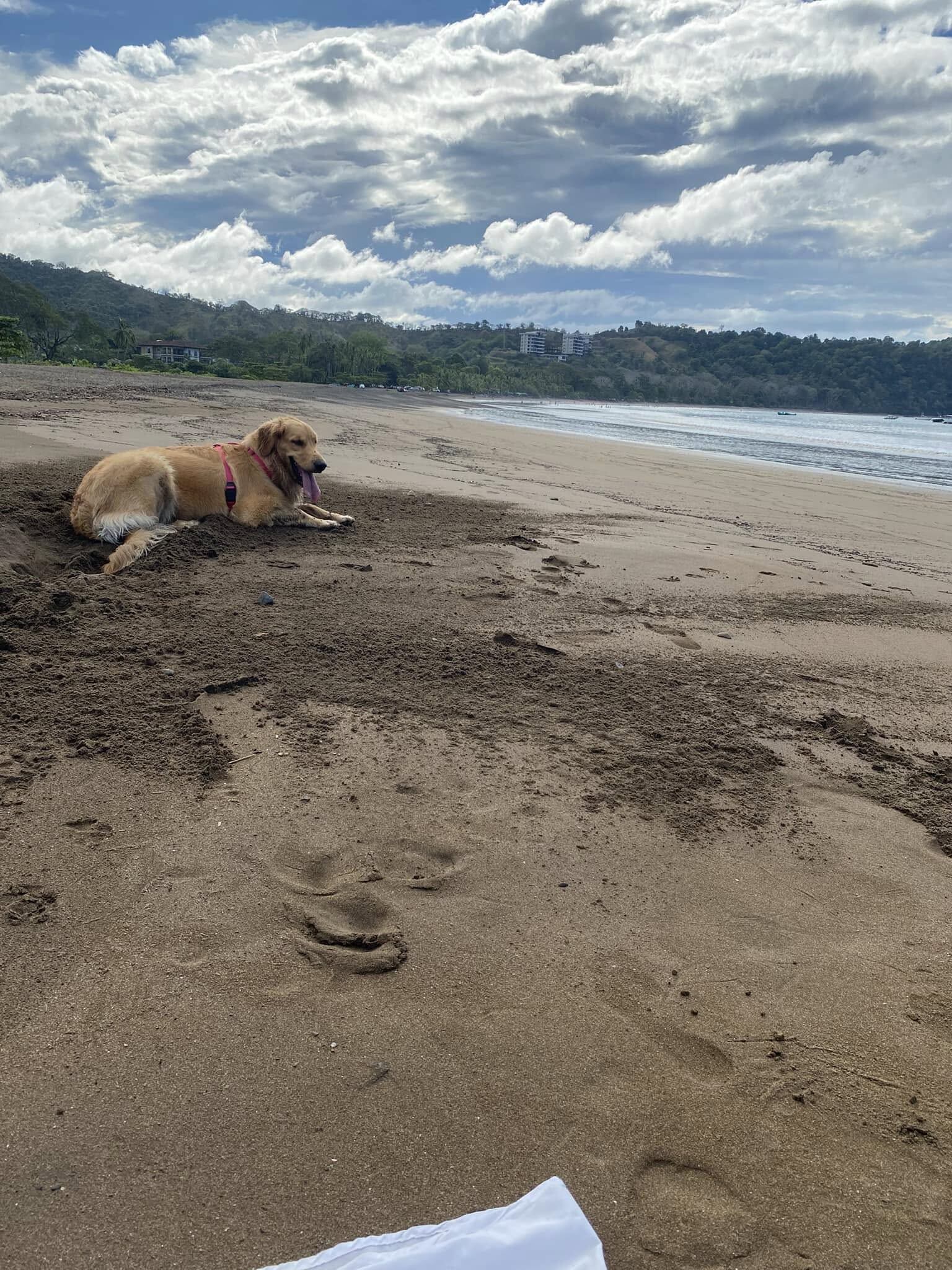 En diciembre del 2023, la vida de doña Karen Alvarado dio un giro inesperado. Sus hijos, ya adultos, notaron que hacía falta una nueva compañía en casa y decidieron darle la sorpresa más tierna de su vida: una perrita golden retriever llamada Chloe
