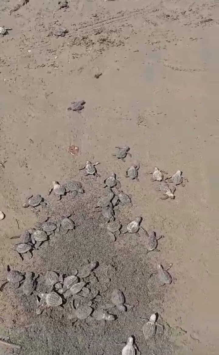 Marco Adanis Rojas se dedica a cuidar y rescatar nidos de huevos de tortugas para luego liberarlas.