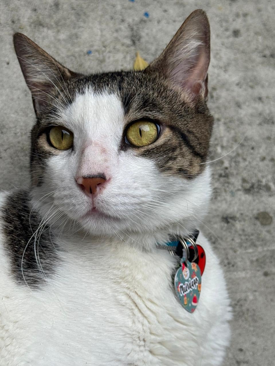 Tania Flores es de Villa Bonita de Alajuela y es la mamá humana del gatico Muérdago