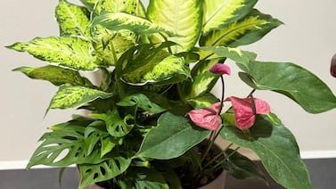 ¿Su planta se está muriendo? Estas son las tres causas más comunes y cómo puede salvarla