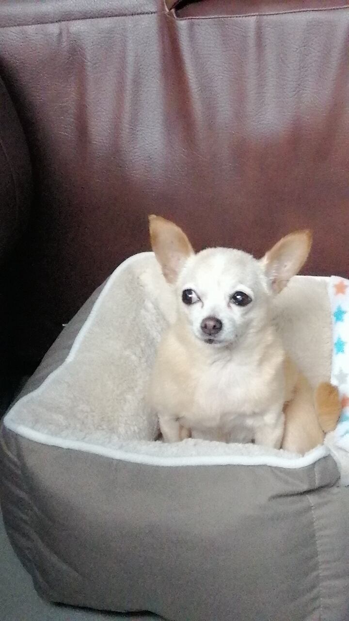 Ana Vásquez, vecina de Tibás, aún recuerda cómo se le partió el alma el día que su perrita Shinny, una chihuahua que fue parte de su vida durante 16 años, falleció. Pero llegó Guafle a alegrarles la vida.