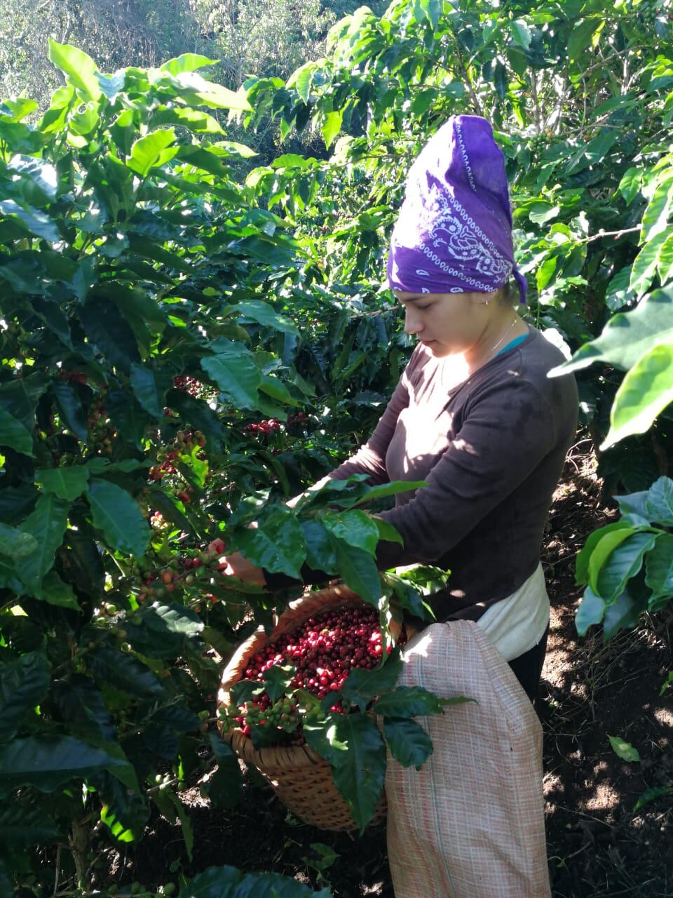 Yanory Salazar Arce, una puriscaleña que se siente muy orgullosa de coger café.