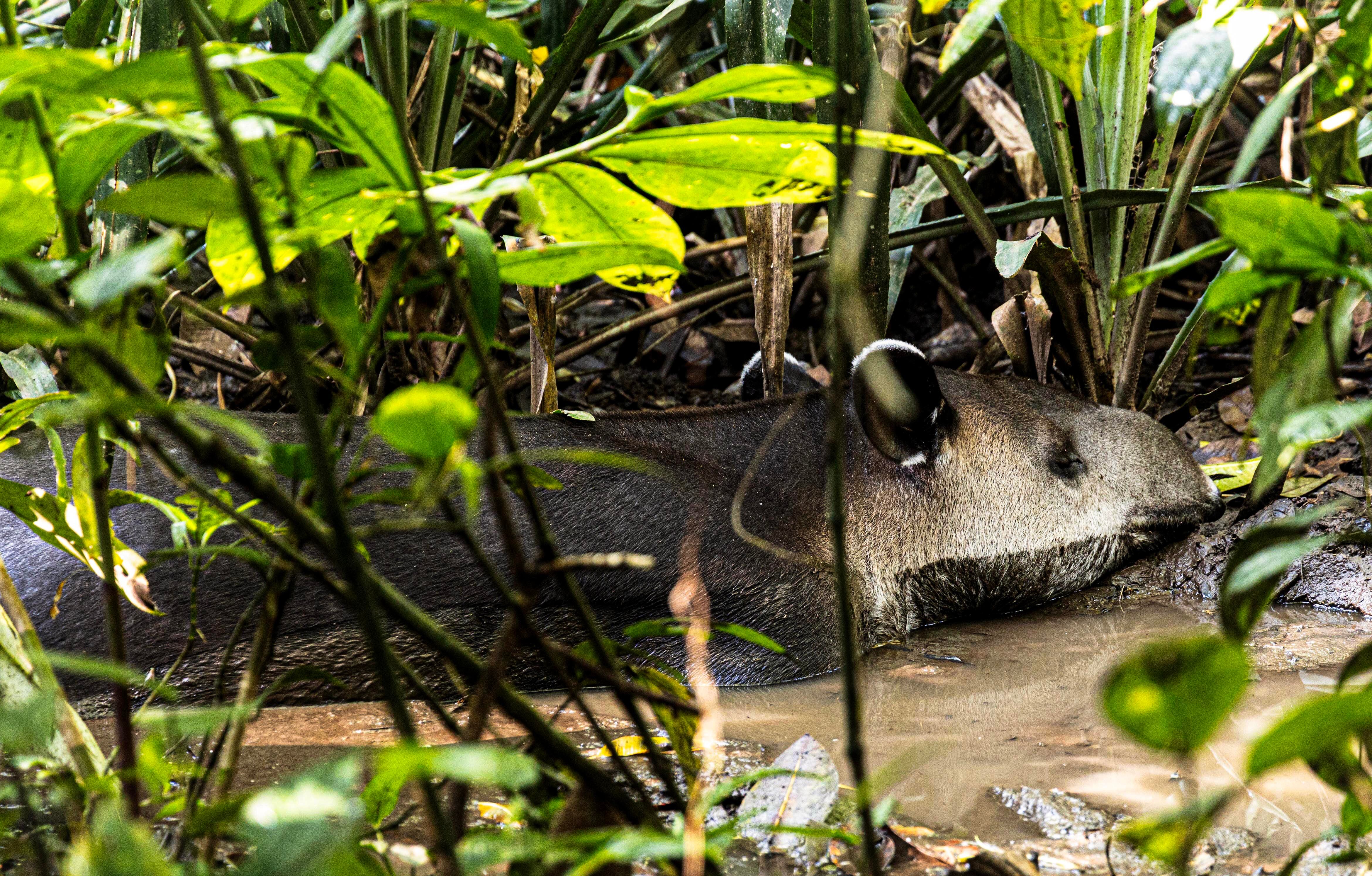 Danta En Parque Nacional Corcovado