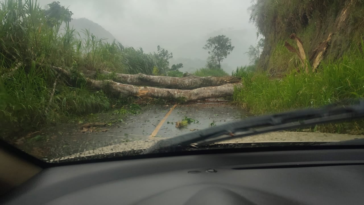 En calle El Tablón en Guápiles y en barrio La Paz de Batán, donde varios árboles fueron derribados por la fuerza del viento, informó la CNE. Foto: CNE