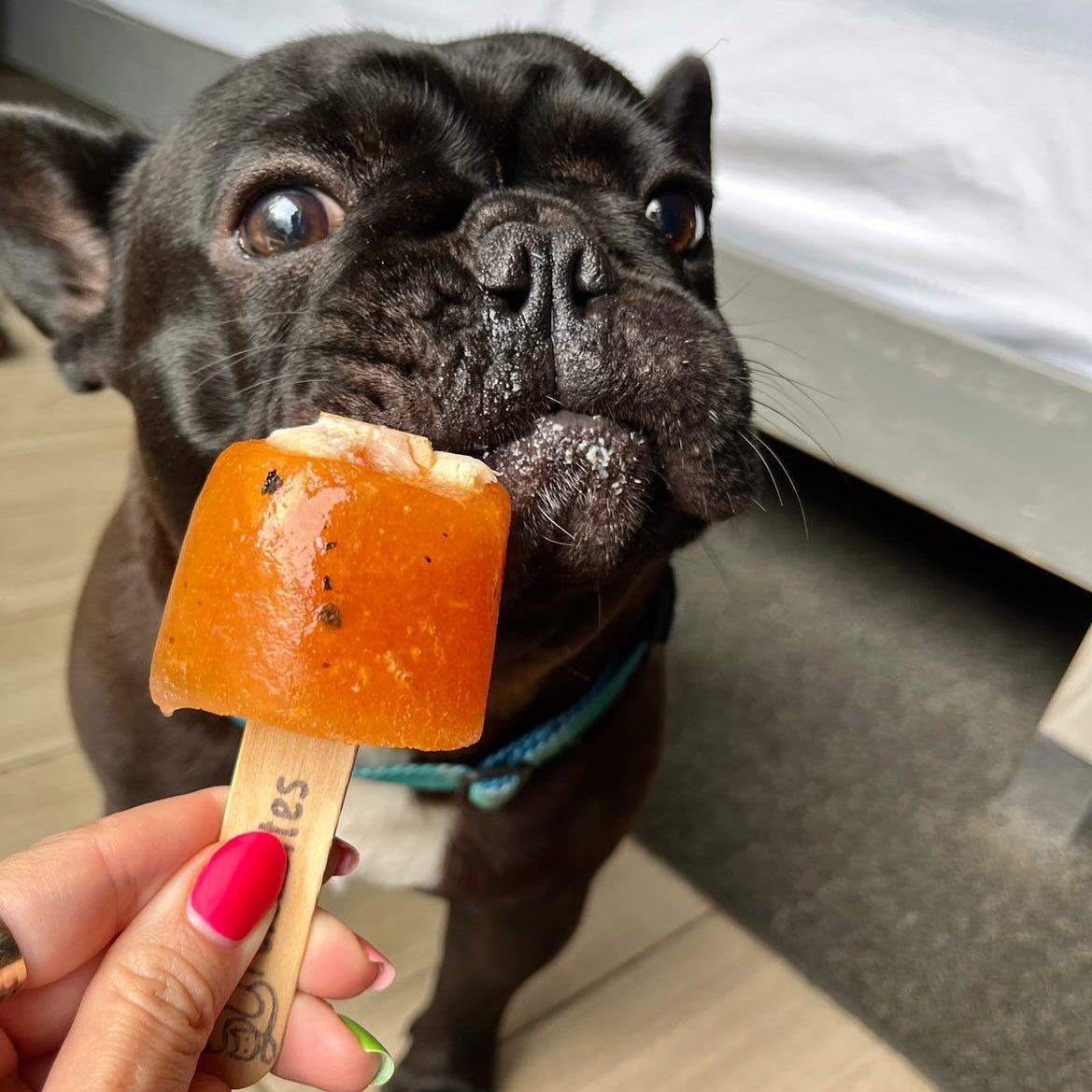 Daniel Alvarado García no solo es un chef profesional con 15 años de experiencia, también es el "papá" humano de Perdita y Pipin, dos perritos que comen mejor que muchos humanos, y no por antojo, sino porque él y su pareja, Nicole Irola, crearon un negocito lleno de amor perruno llamado Perdibites