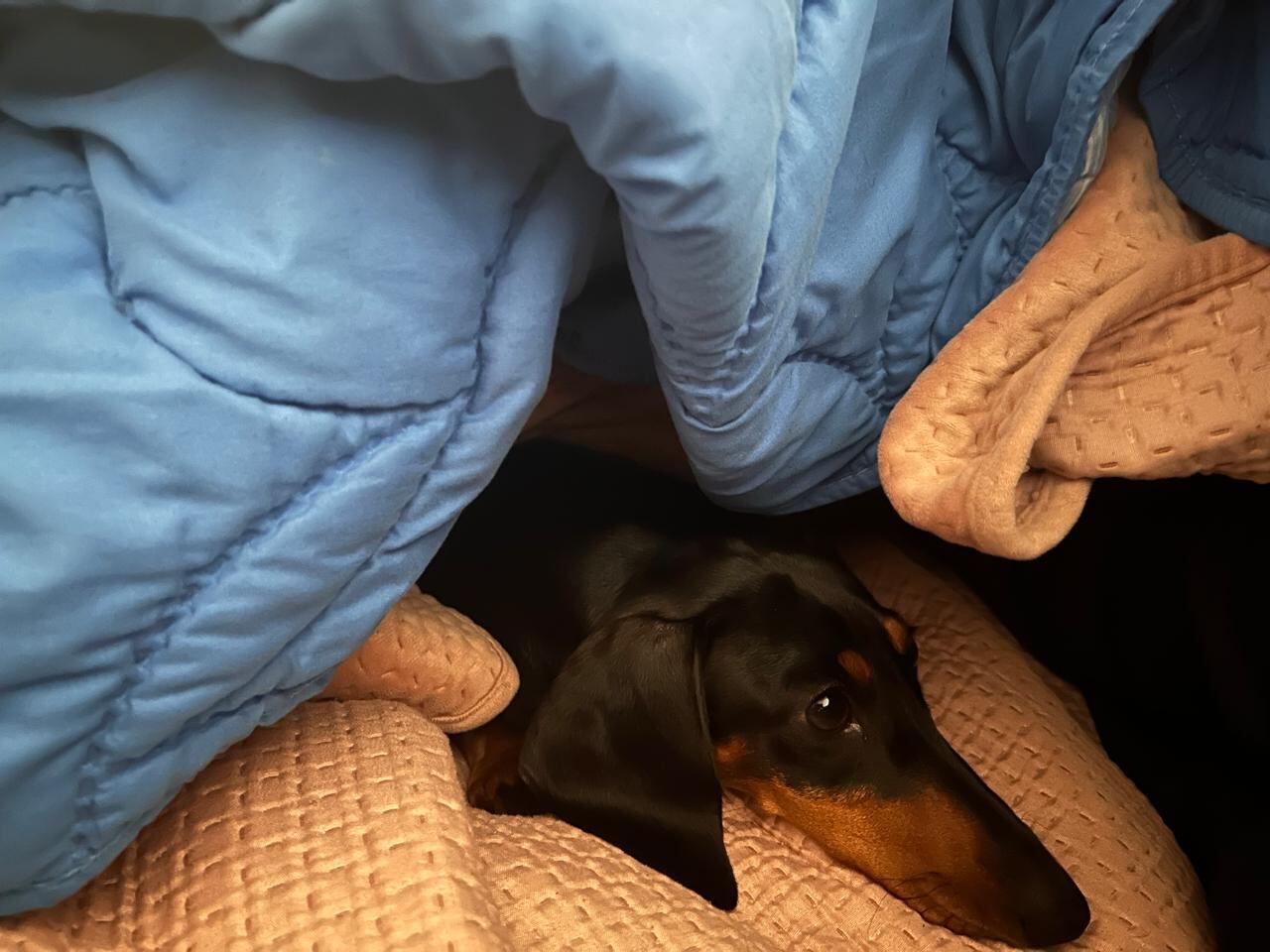 Perros de Felipe y Marcelo