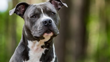 ¿Quién debe hacerse responsable si un perro ataca a una persona en un local que es pet friendly?
