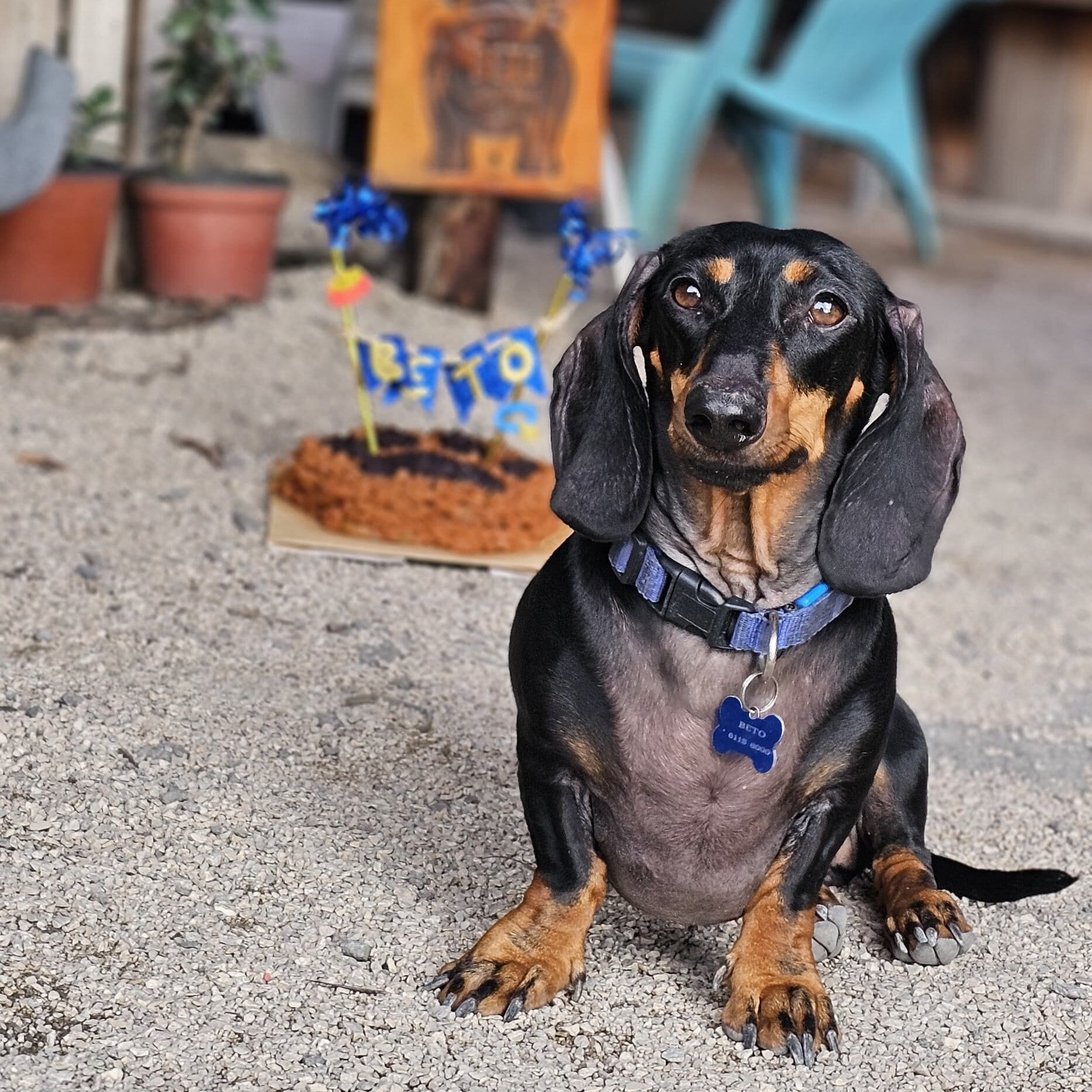Perro salchicha lo espera en una playa en Santa Ana para darse uno que otro gustito.