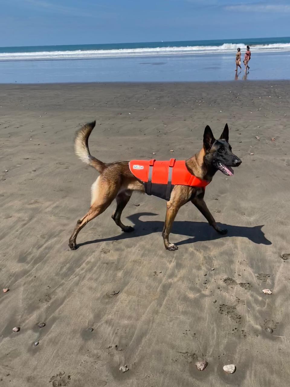 Takoa, el perro guardavidas de Jacó, debutó en Semanas Santas con tremendo éxito ya que tuvo muy poquito trabajo pues con mucha alegría los guardavidas de Jacó nos confirmaron que tuvieron cero ahogados durante la Semana Santa