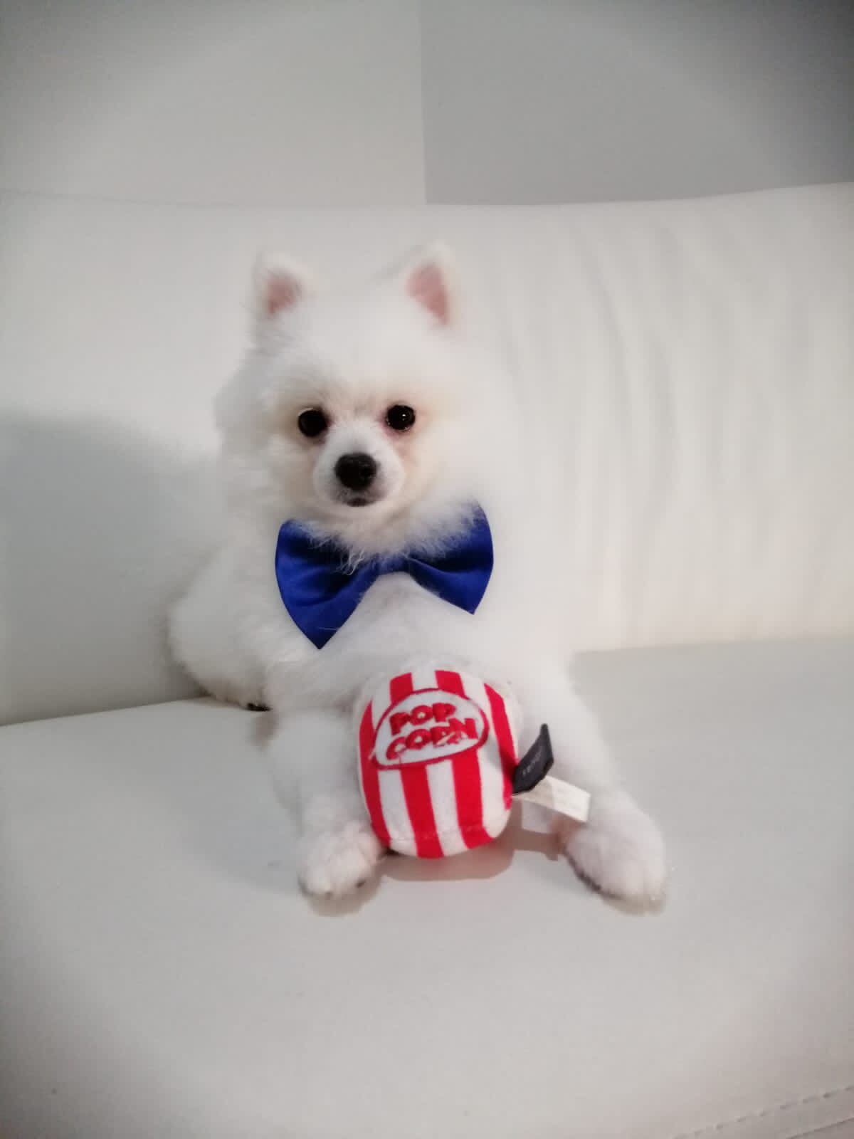 Ana Vásquez, vecina de Tibás, aún recuerda cómo se le partió el alma el día que su perrita Shinny, una chihuahua que fue parte de su vida durante 16 años, falleció. Pero llegó Guafle a alegrarles la vida.