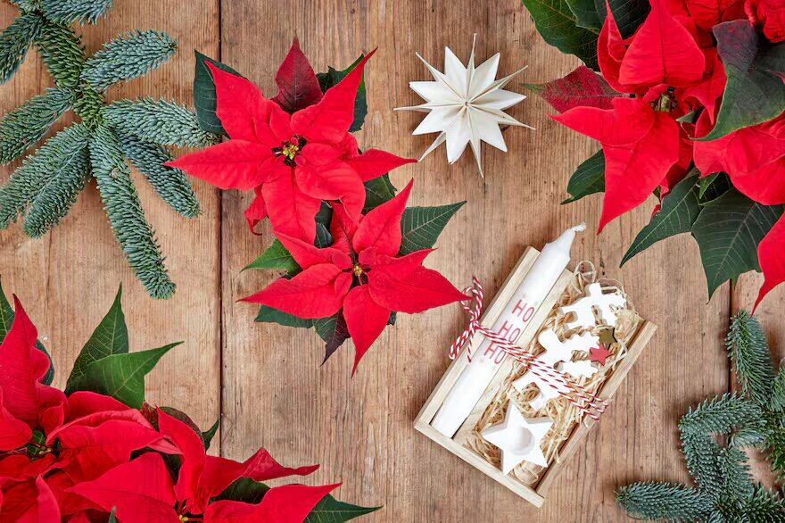 Rituales para atraer dinero en Navidad, según el Feng Shui