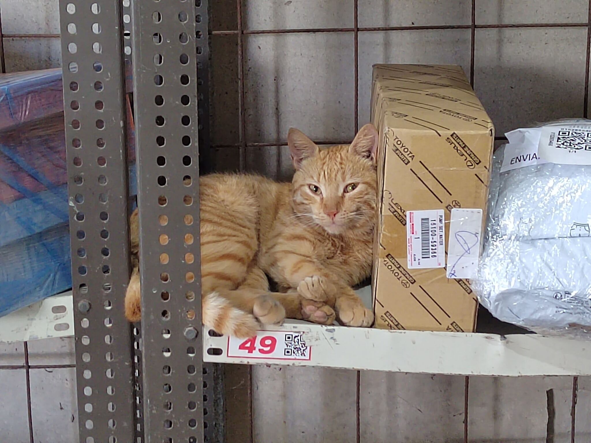 Ricky es un gatico y Negro un perrito, que viven en la sección de Encomiendas de El Roble de Puntarenas de Transportes Unidos.