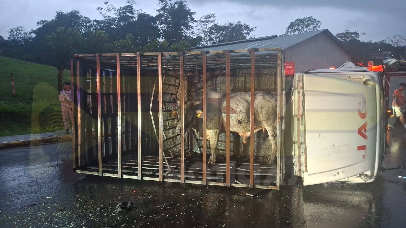 El toro sobrevivió al violento choque. Foto RCP Noticias.