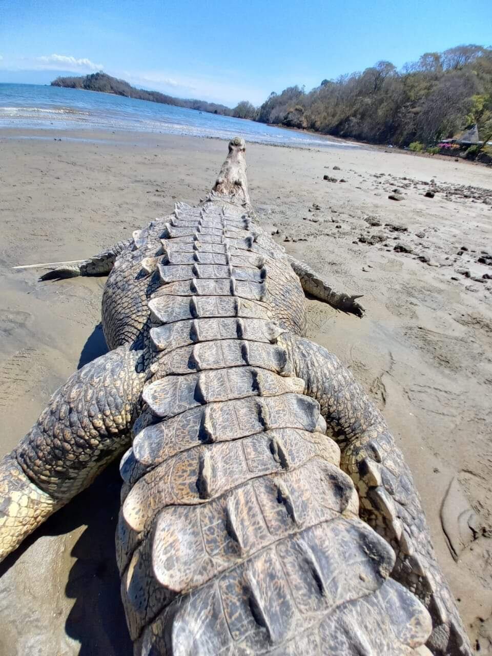 El gran cocodrilo de dos metros de largo que fue encontrado el pasado 17 de marzo por unos pescadores en la playa de Paquera, Puntarenas, podría tener en su hocico, un mensaje oculto de extraterrestres que quieren comunicarse con nosotros los humanos