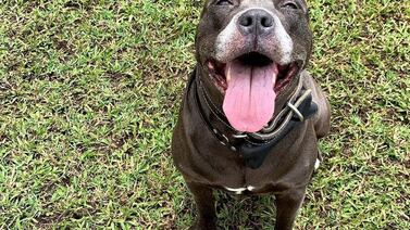 Día Mundial del Perro: ¿Por qué los perros lamen a sus dueños? La ciencia tiene varias respuestas