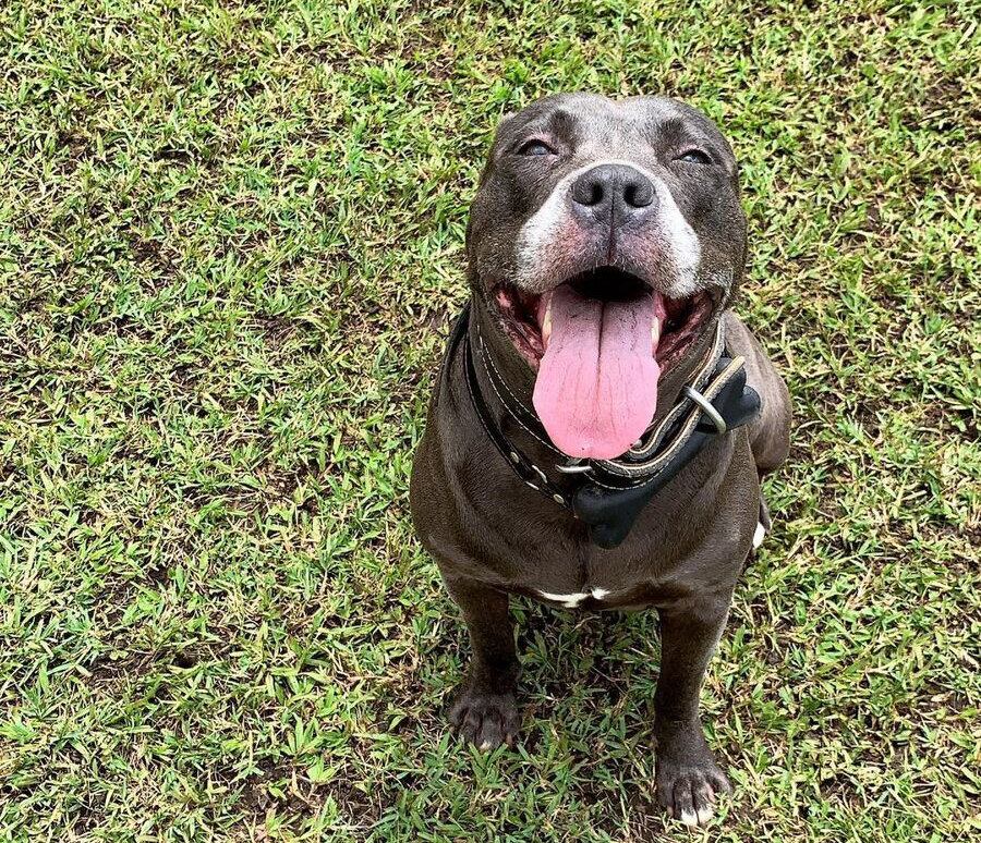Lazo de amor con su perrita le permite a su dueña comprender la labor de Viva Feria de Mascotas.