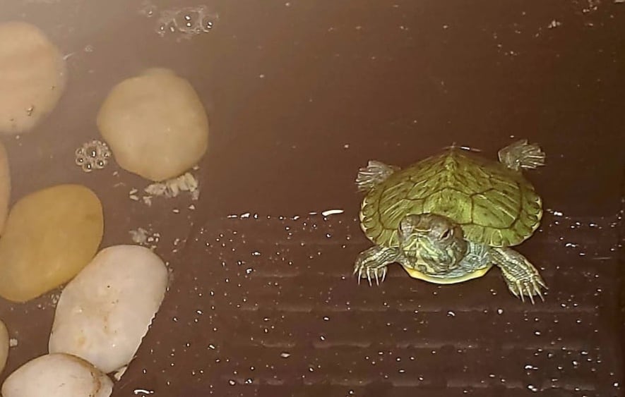 Historia de Veloz, la tortuga de agua dulce que “resucitó”, conquistó a un niño con autismo y cambió la vida de una familia costarricense en Estados Unidos. Blanca Madrigal, tica en Nueva Jersey, nos la cuenta.