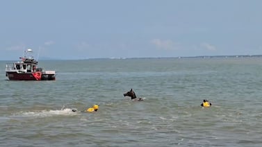 Así fue como los bomberos evitaron que caballo muriera ahogado en el mar