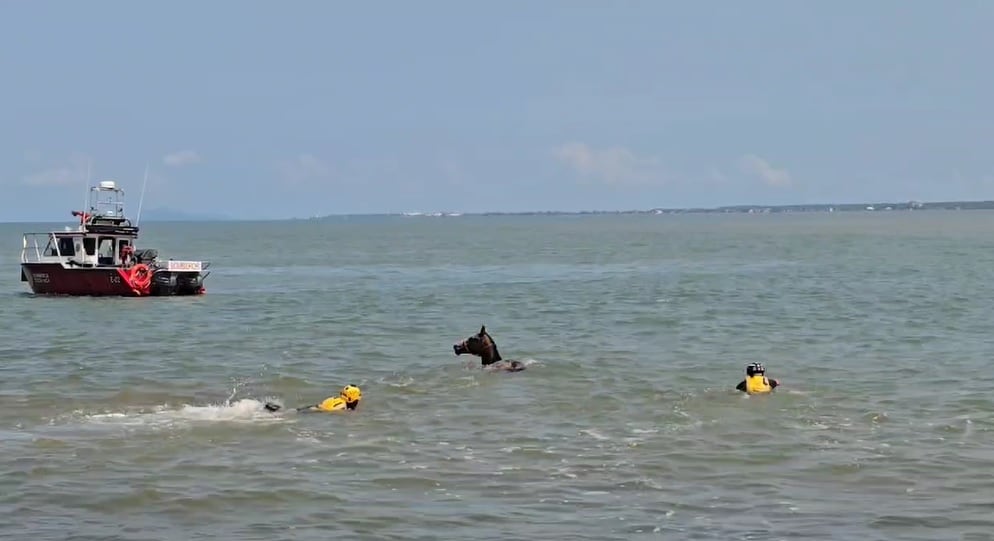 Los bomberos lograron llevar el caballo hasta un lugar seguro. Foto Bomberos.