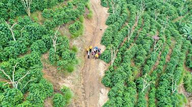 Dron detectó a felino que acechó a niño que sobrevivió a fatal accidente en el que murió su mamá